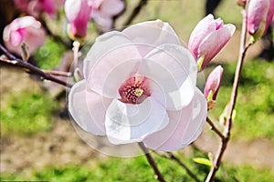 Flower of magnolia tree in springtime