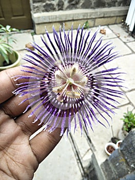 Flower of Mahabharata