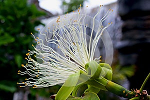 Flower of Malabar chestnut, Pachira glabra