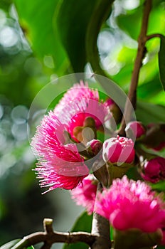 Flower of Malay apple on tree