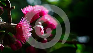 Flower of Malay apple on tree