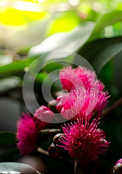 Flower of Malay apple on tree