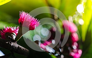 Flower of Malay apple on tree