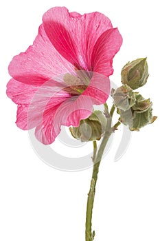 Flower of mallow, isolated on white background