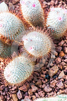 Flower of Mammillaria bombycina