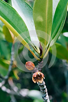 Flower of mangrove tree, Rhizophora apiculata Blume close up shot photo