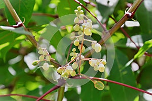 The flower of Manihot esculenta in the plantation