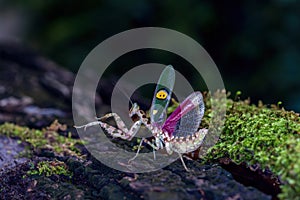 Flower mantis Defense. Praying mantis are on a log in the forest. Thailand