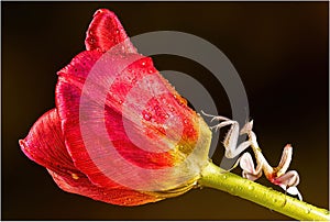 Flower Mantis L4 on Tulip
