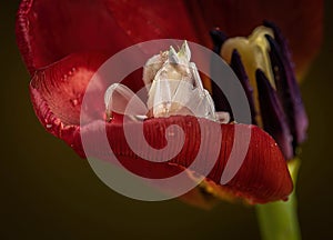 Flower Mantis L4 on Tulip