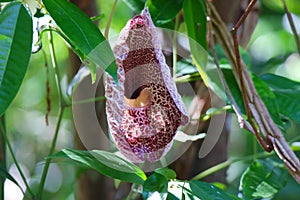 Flower in Manuel Antonio Park