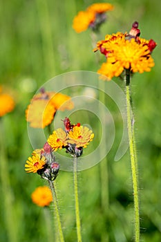 A flower of many names, pilosella aurantiaca, fox and cubs, orange hawk bit, devil`s paintbrush, grim the collier