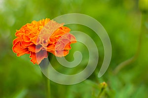 Flower Marigold on a green blurry background.