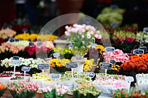 Flower market photo