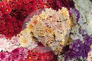 Flower market in Mandalay