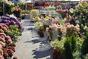 Flower market. Sale of plants in pots