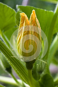 Flower of marrow squash