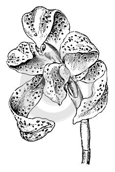 Flower of Maxillaria Picta vintage illustration