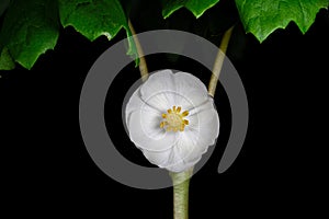 Flower of the Mayapple with black background