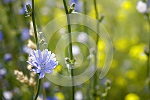 Flower on the meadow