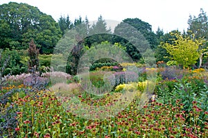 Flower meadow