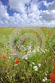 Flower meadow