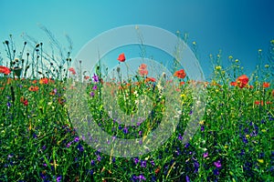 Flower meadow