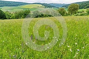 Flower meadow along the long-distance hiking trail Neckarsteig