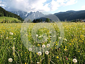 Flower meadow by Alps