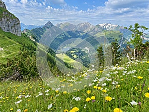 Flower meadow in Alpstein, Appenzell, Switzerland with Hoher Kasten, lake Saemtiser and Saentis in the background.