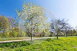 Flower meadow and apple trees in idyllic park in spring