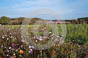 Flower meadow in autumnal sunshine