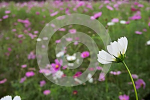 Flower meadow. Cosmos flowers,  Coreopsideae.