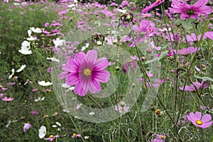 Flower meadow. Cosmos flowers,  Coreopsideae.