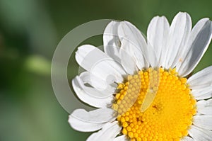 Flower of meadow daisy in the fields. Chamomile close-up