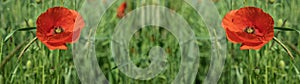 Flower meadow field background banner panorama - Beautiful flowers of poppies Papaver rhoeas in nature, close-up. Natural spring