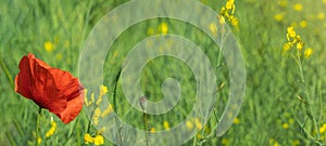 Flower meadow field background banner panorama - Beautiful flowers of poppies Papaver rhoeas in nature, close-up. Natural spring