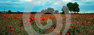 Flower meadow field background banner panorama - Beautiful flowers of poppies Papaver rhoeas in nature, close-up. Natural spring