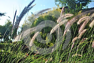 Flower meadow grass with sunlight