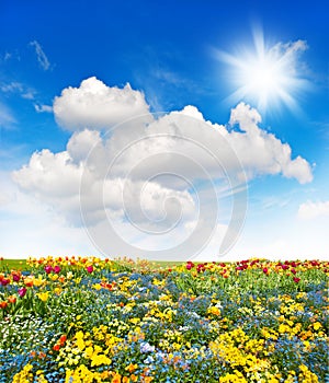 Flower meadow and green grass field over cloudy blue sky