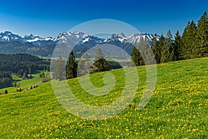 Flower meadow on a hiking trail in the Allgaeu