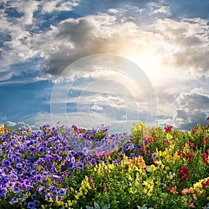 Flower meadow and majestic clouds