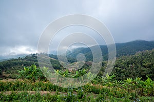 Flower Meadow on the Mountain with haze on the background and countryside view