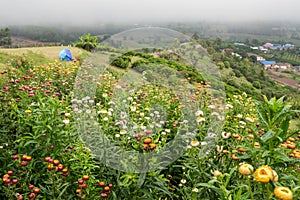Flower Meadow on the mountain with tent camping place