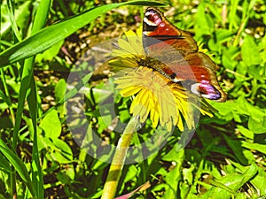 Flower meadow in nature. yellow, bright dandelion with a thick round stem on green grass. a small butterfly with white rings on