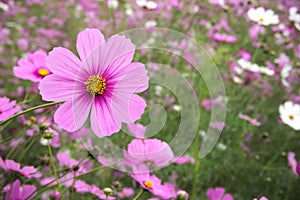 Flower meadow. Pink Cosmos flower, Coreopsideae.