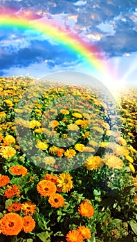 Flower meadow and rainbow