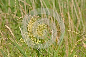 Flower of meadow-rue in a field