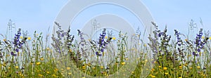 Flower Meadow with sage and grasses against a blue sky