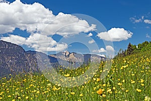 Flower meadow in spring in the landscape of the Wetterstein Mountains in the Bavarian Alps, Germany